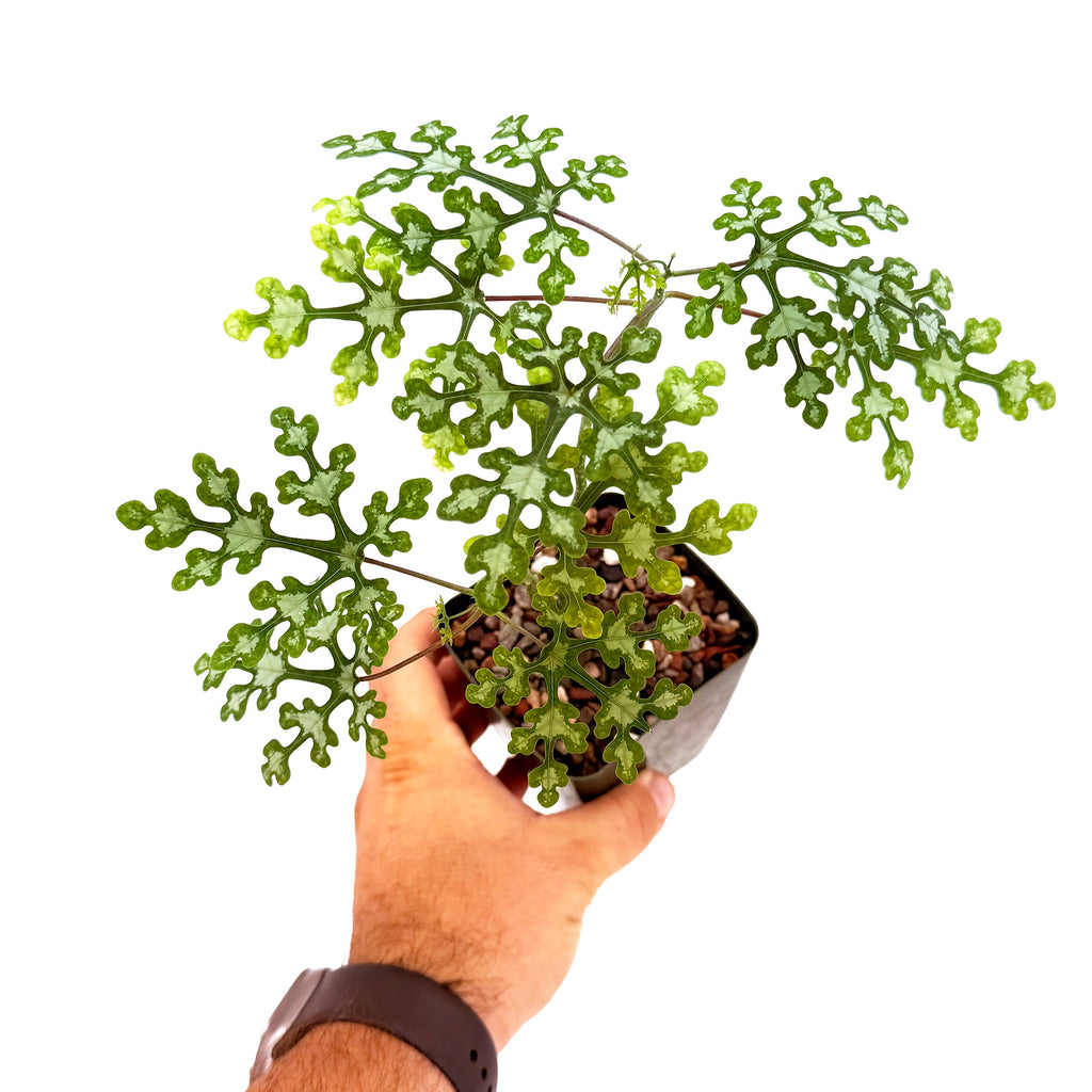 Adenia perrieri