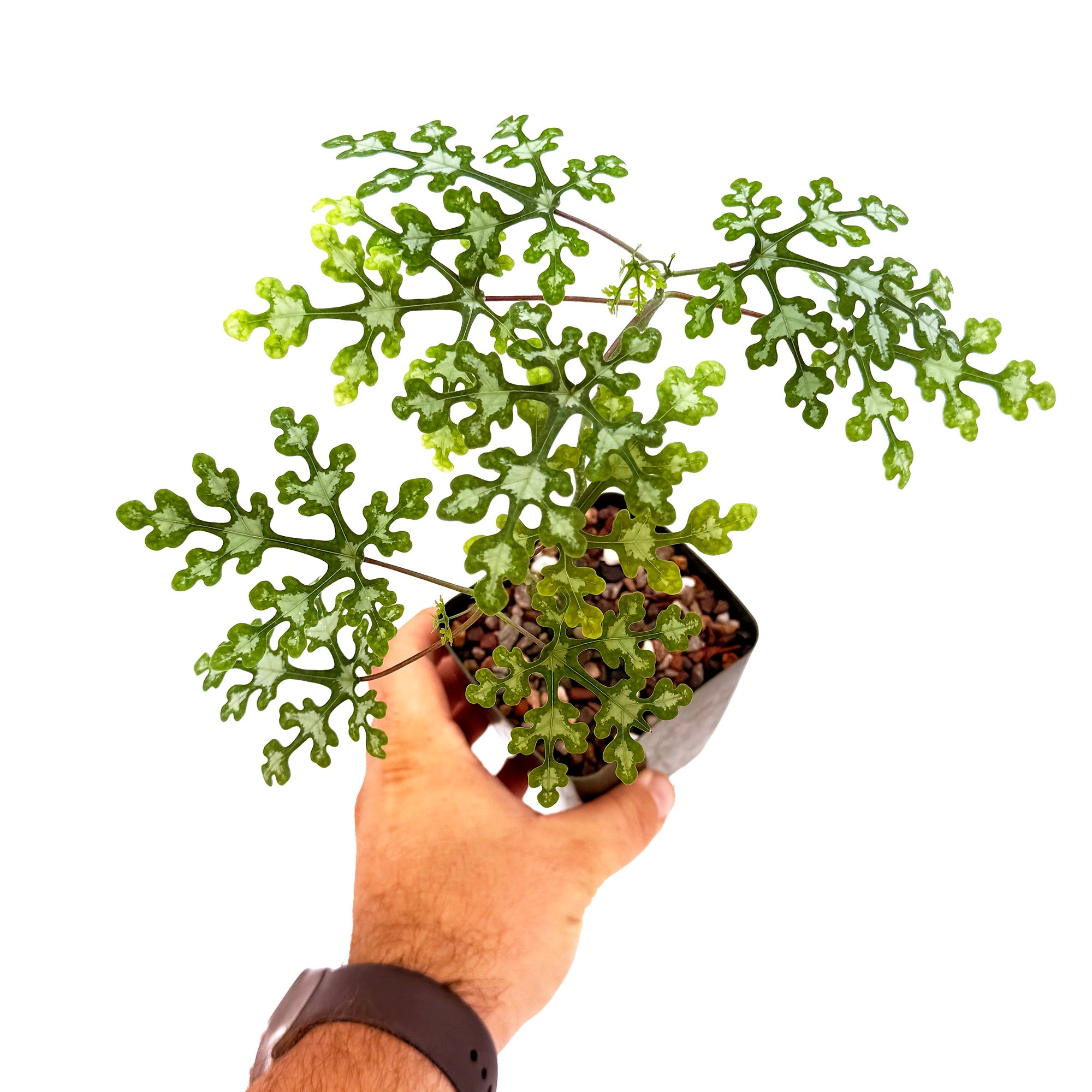 Adenia perrieri