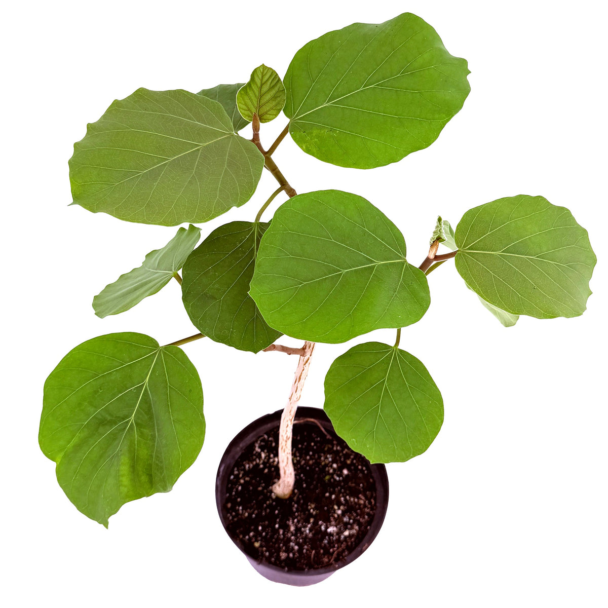 Ficus socotrana