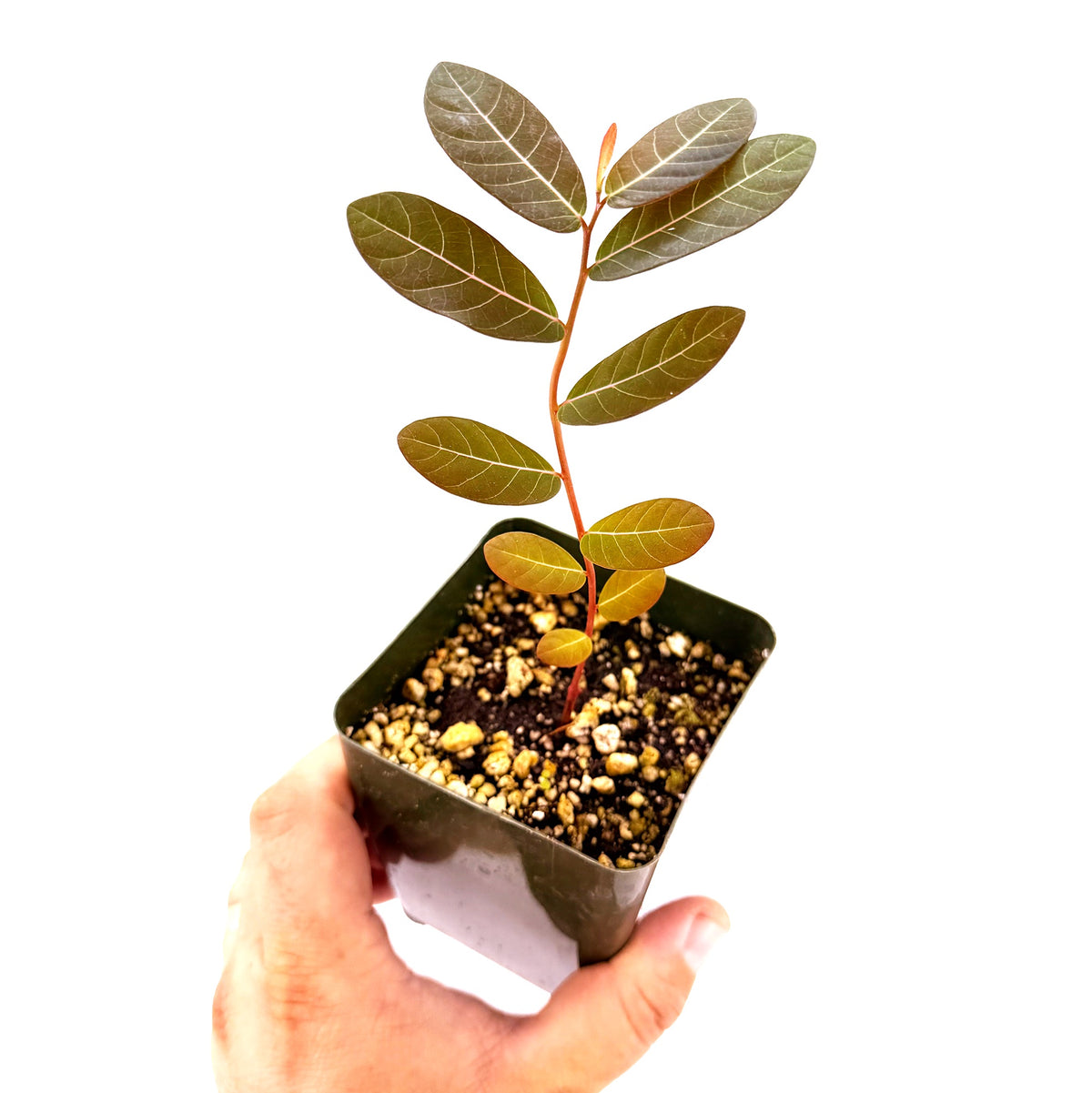Phyllanthus mirabilis