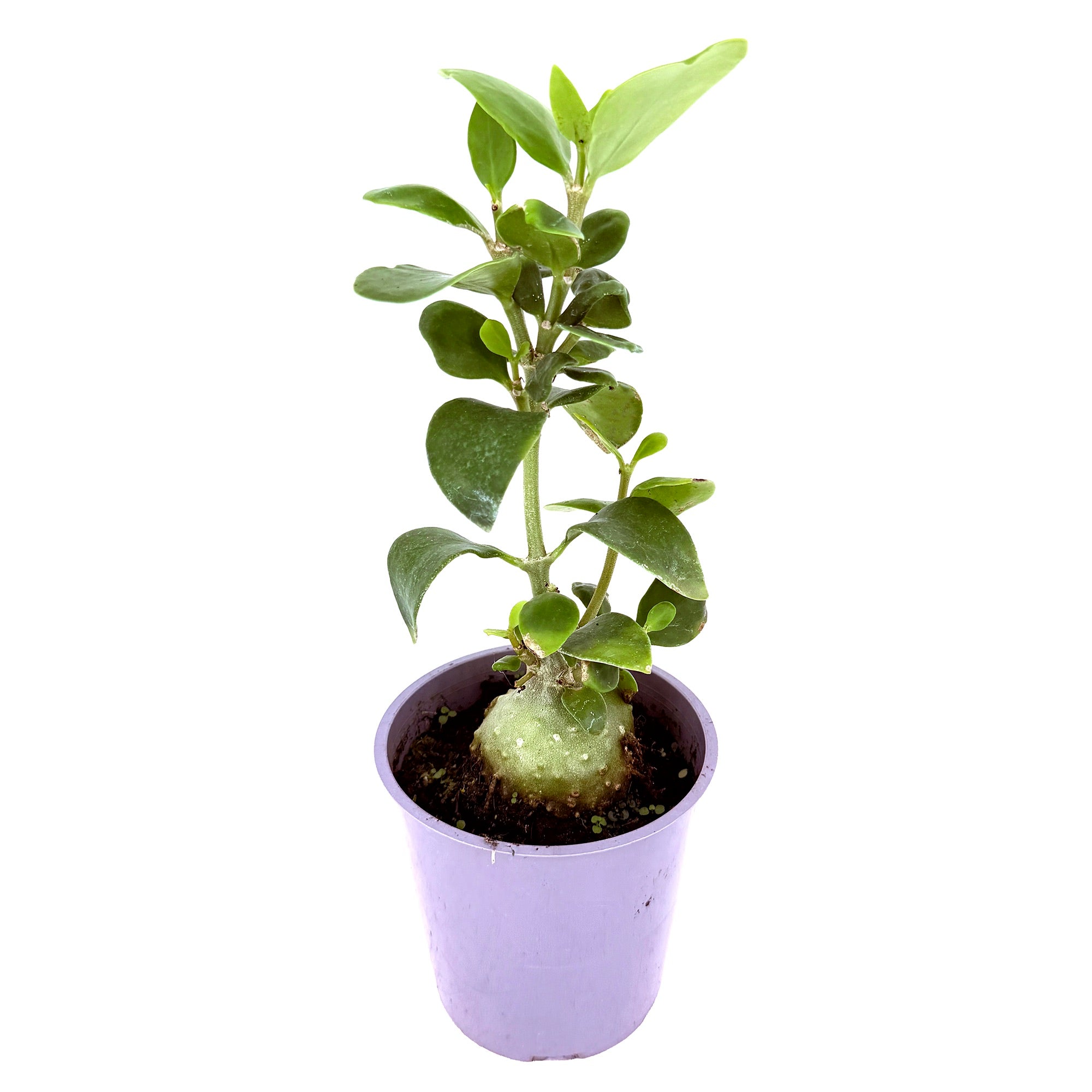 Hydnophytum moseleyanum ‘Ant Plant’