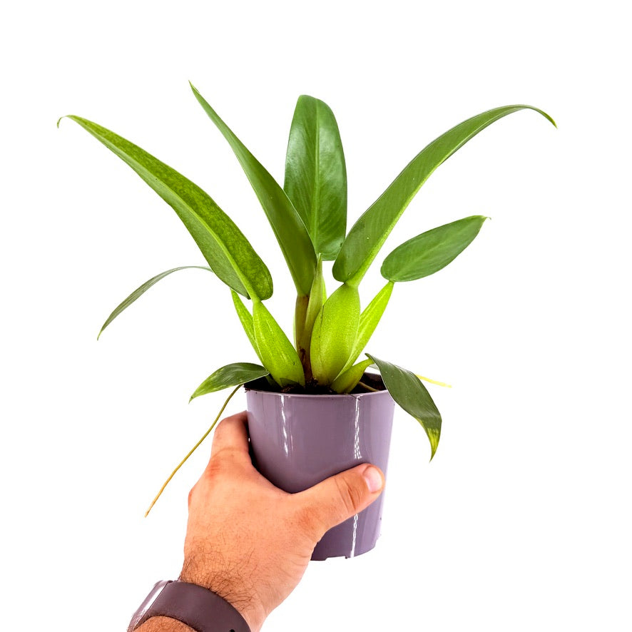 Philodendron martianum ‘Fat Boy’