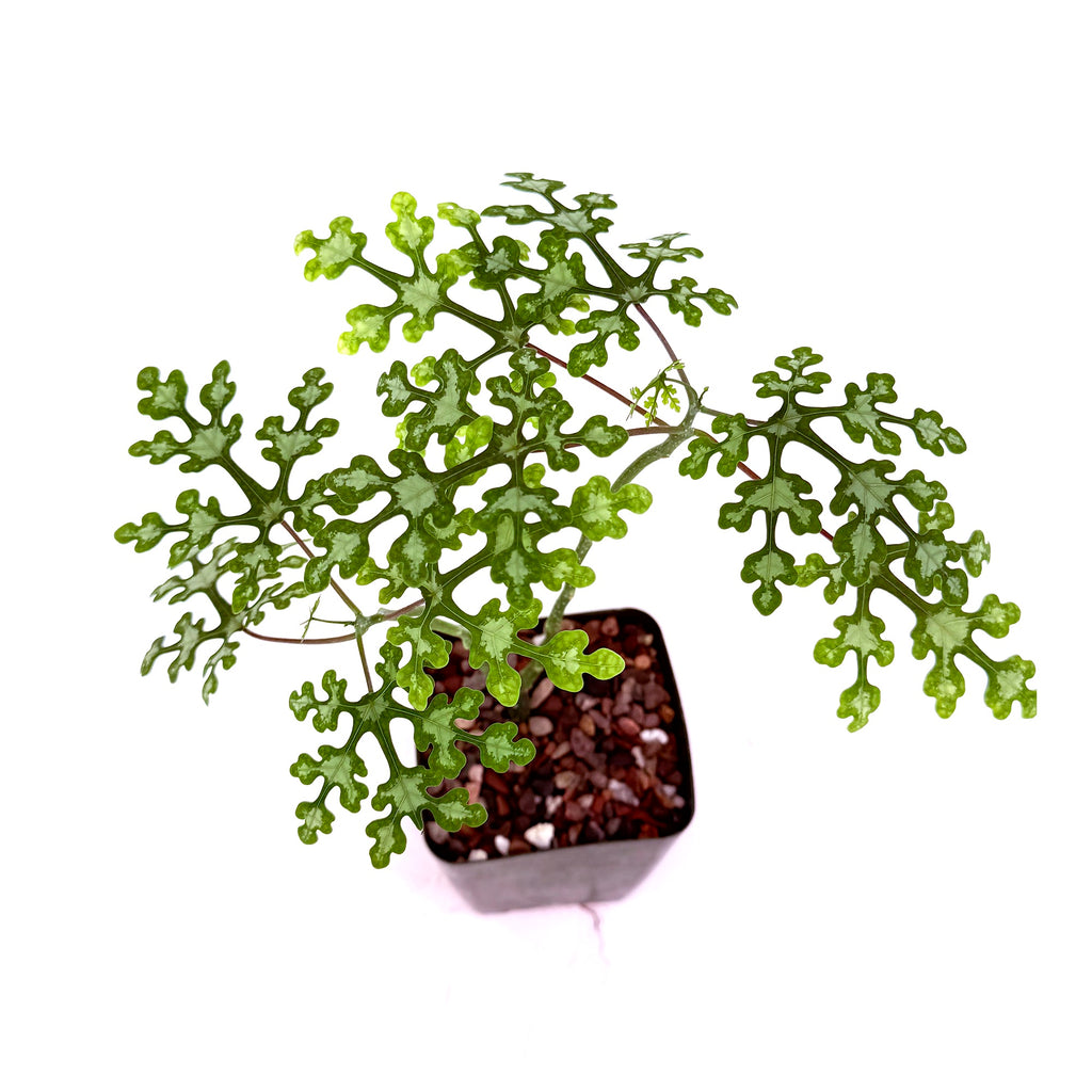 Adenia perrieri