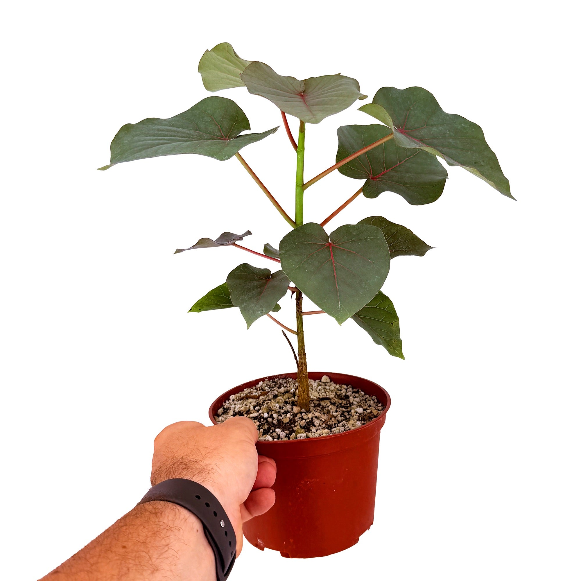 Ficus petiolaris