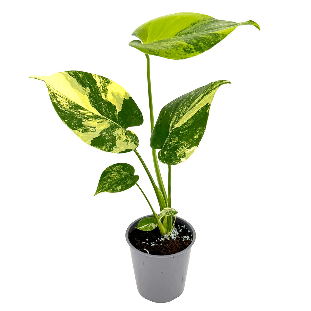 Monstera deliciosa 'Yellow Marilyn' Aurea