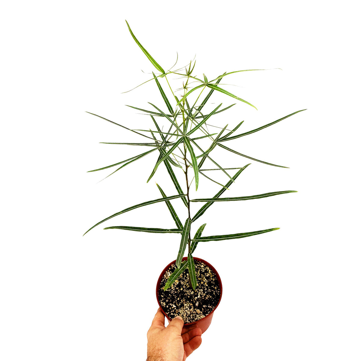 Brachychiton rupestris 'Queensland Bottle Tree'