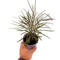 Plerandra elegantissima 'False Aralia'