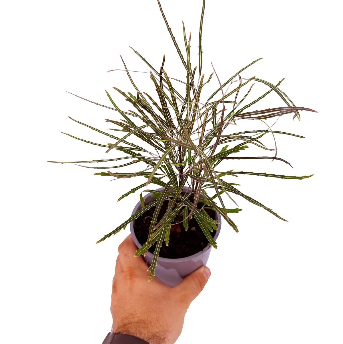 Plerandra elegantissima 'False Aralia'