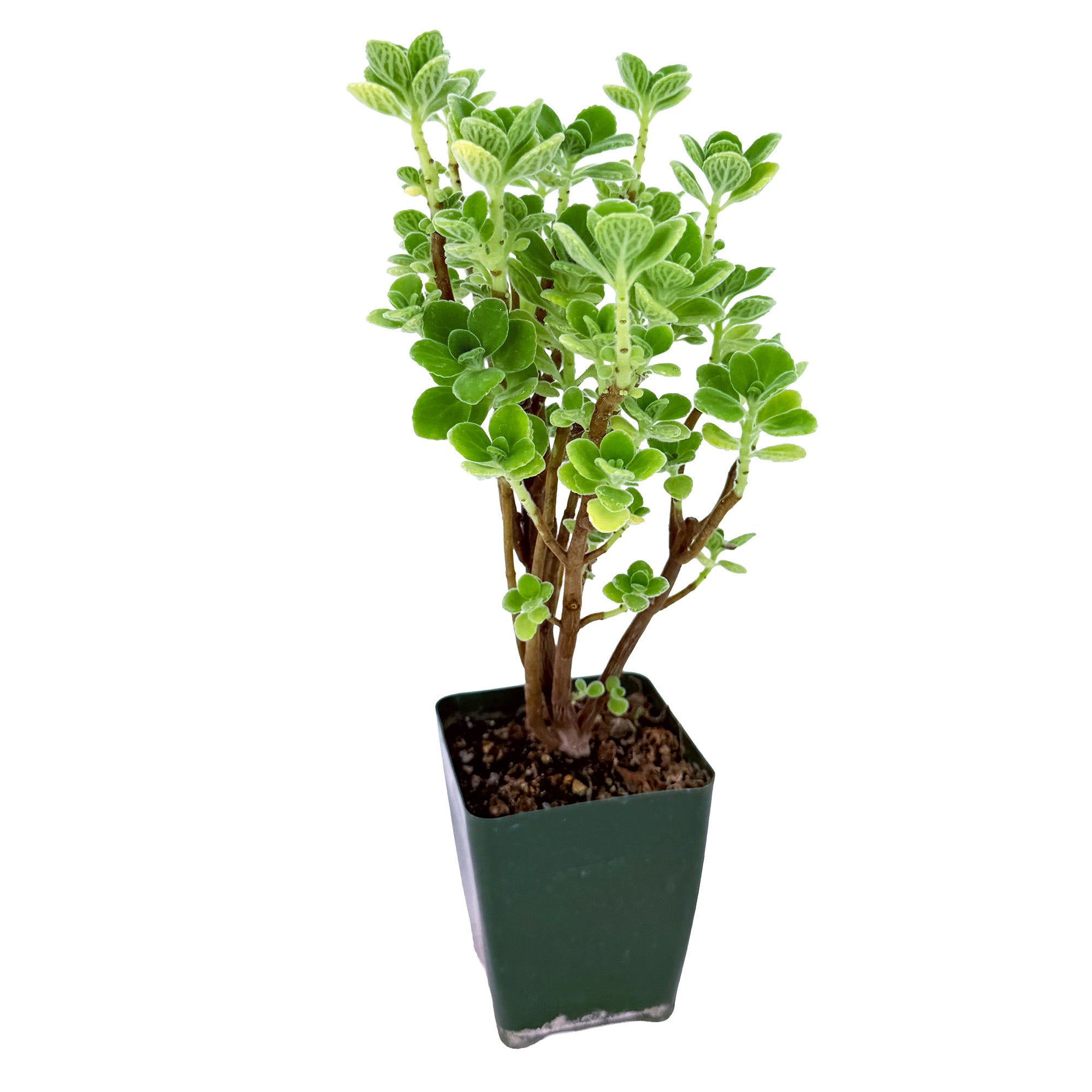Plectranthus socotranus 'Mint of Socotra'