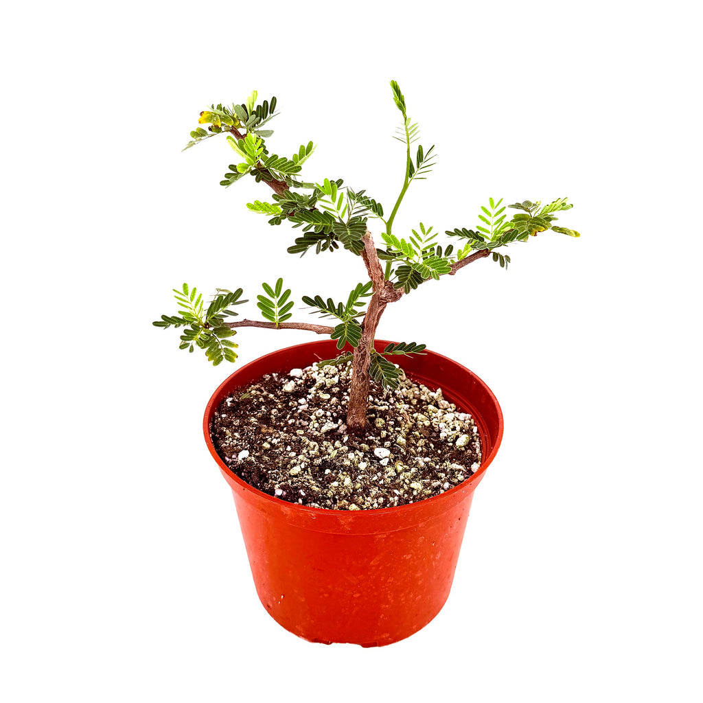 Senna meridionalis