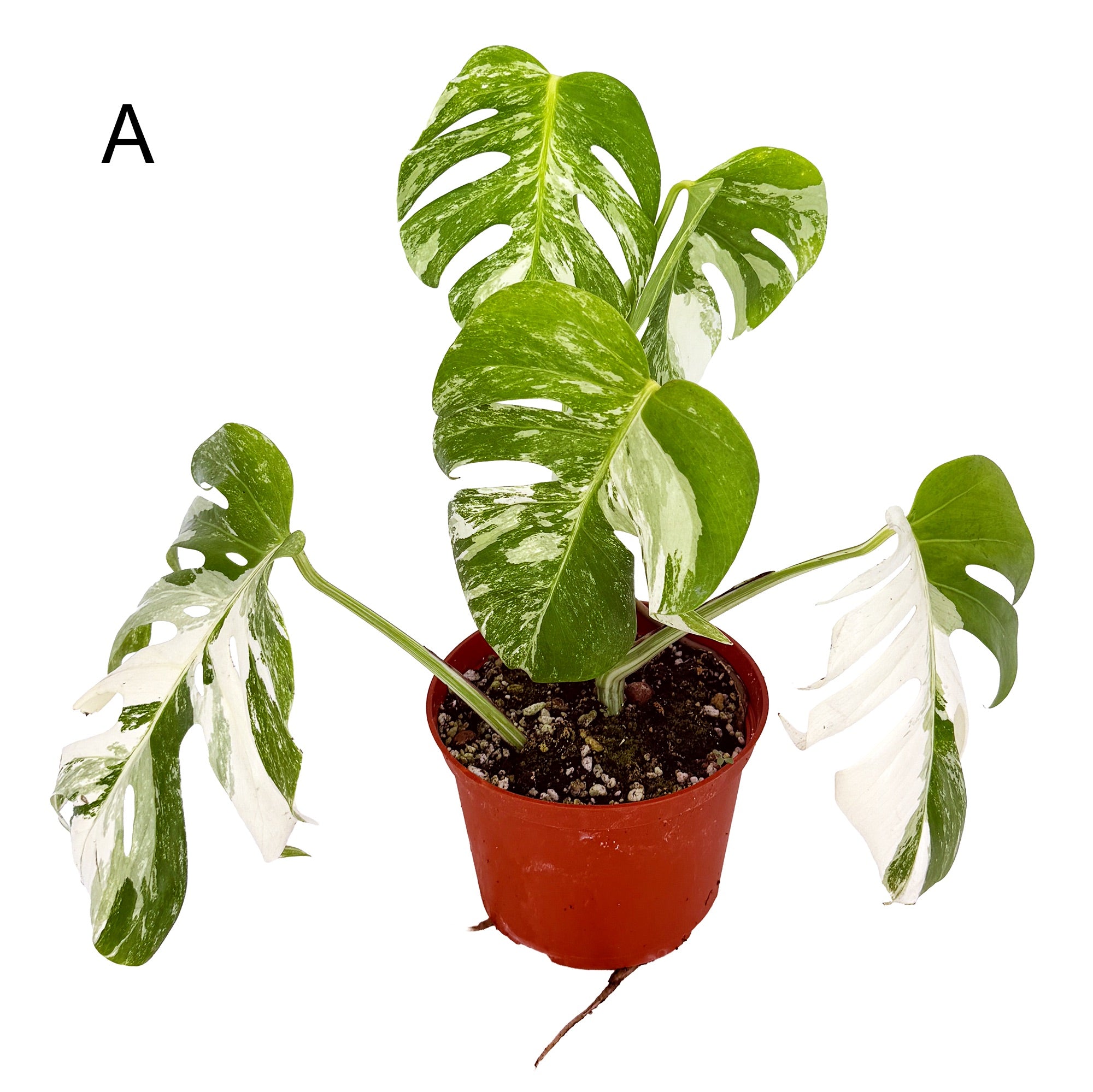 Monstera Borsigiana Albo Variegata