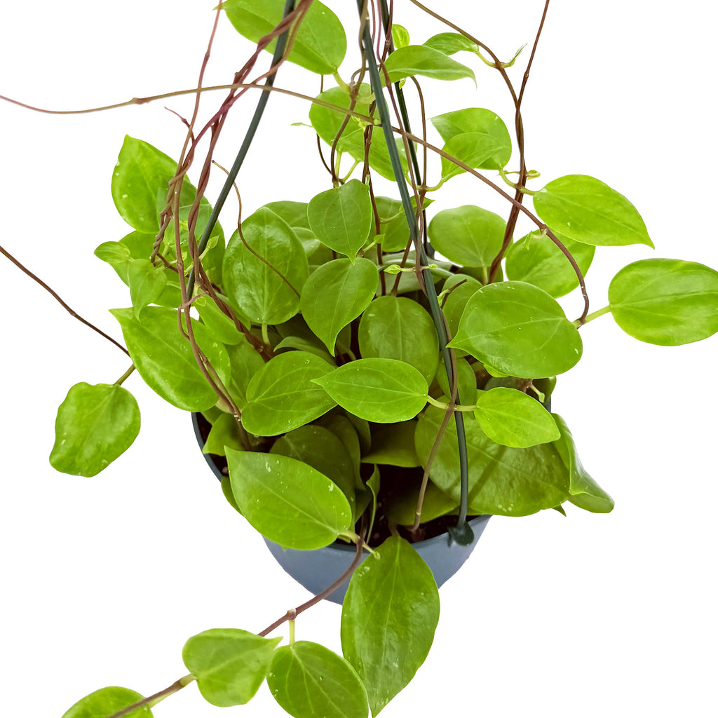 Hoya neocaledonica