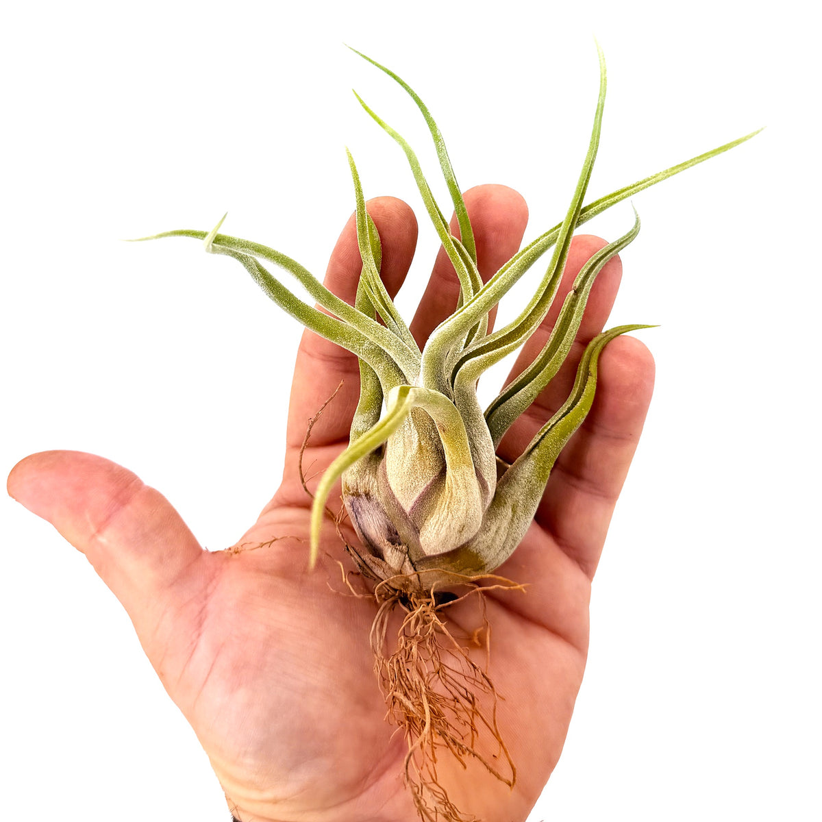 Tillandsia caput medusae ‘Medusa’s Head’