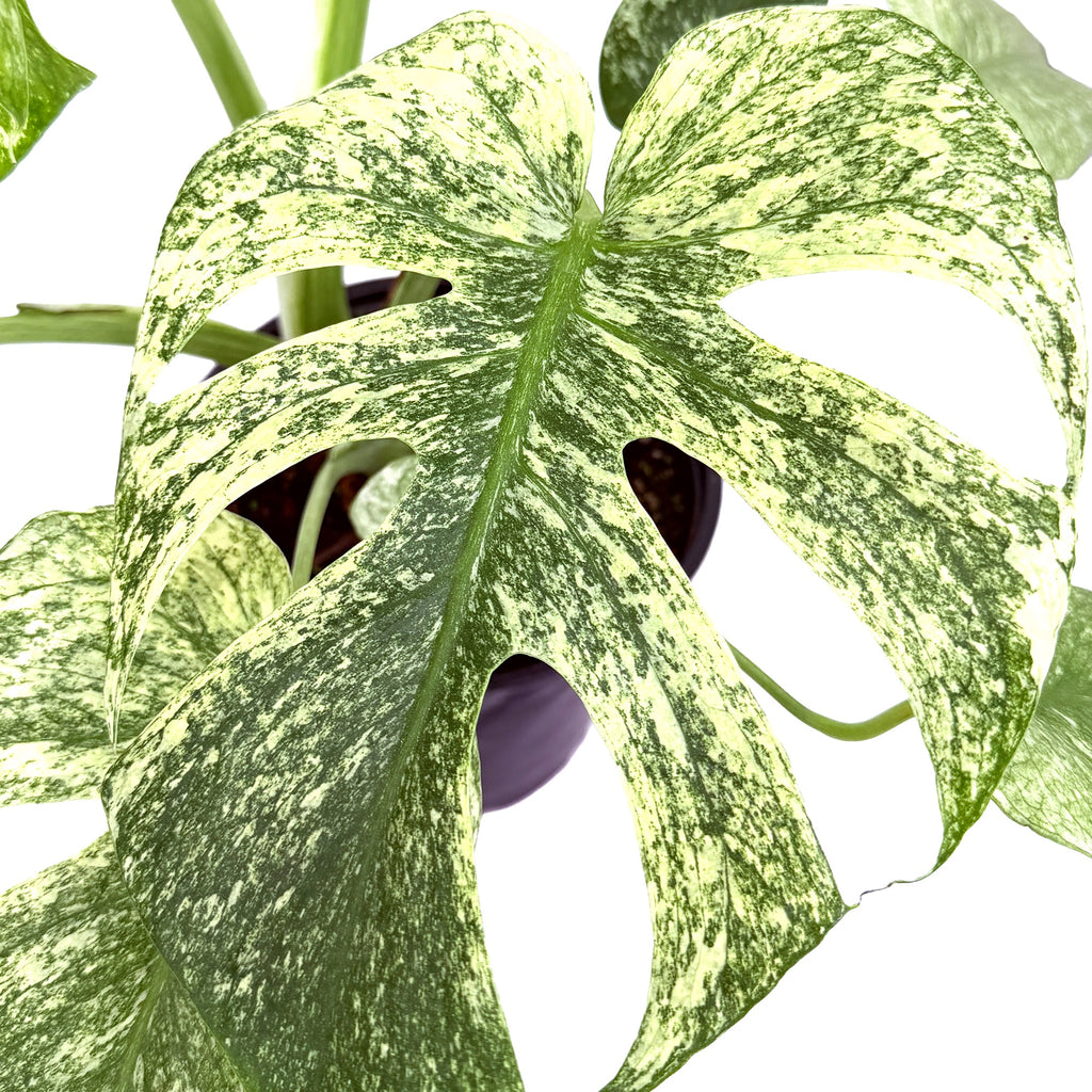 Monstera deliciosa ‘Mint’
