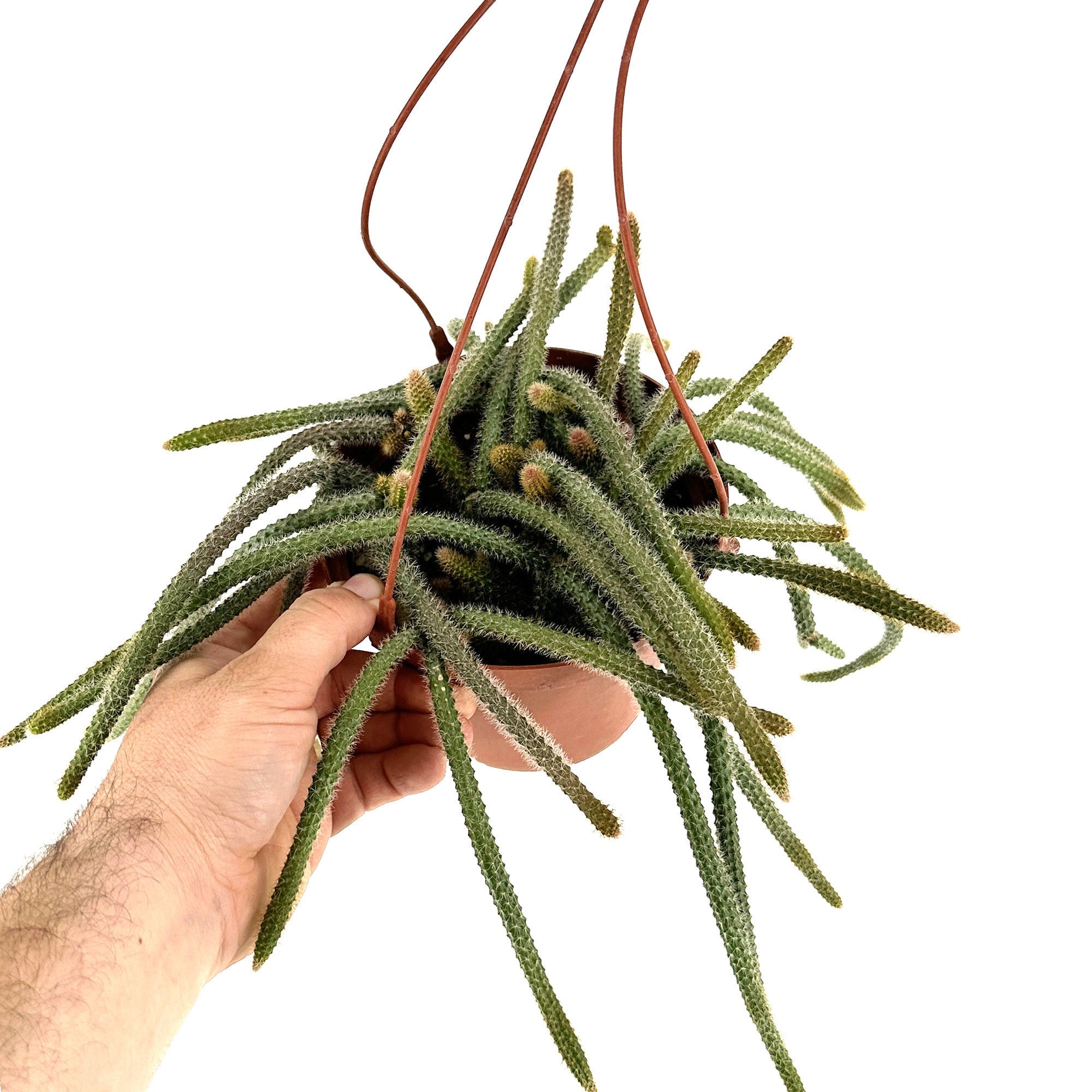 Aporocactus flagelliformis 'Rat Tail Cactus'
