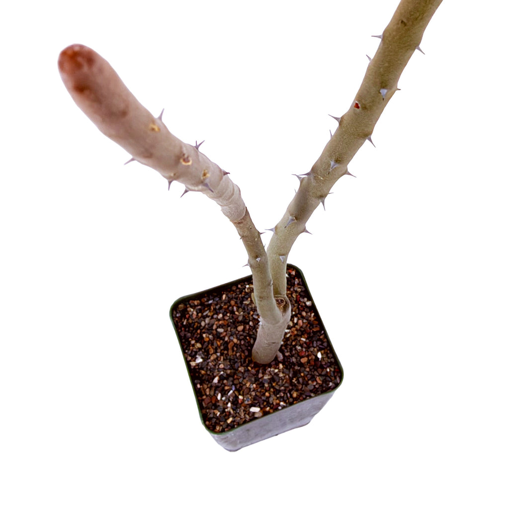 Alluaudia dumosa