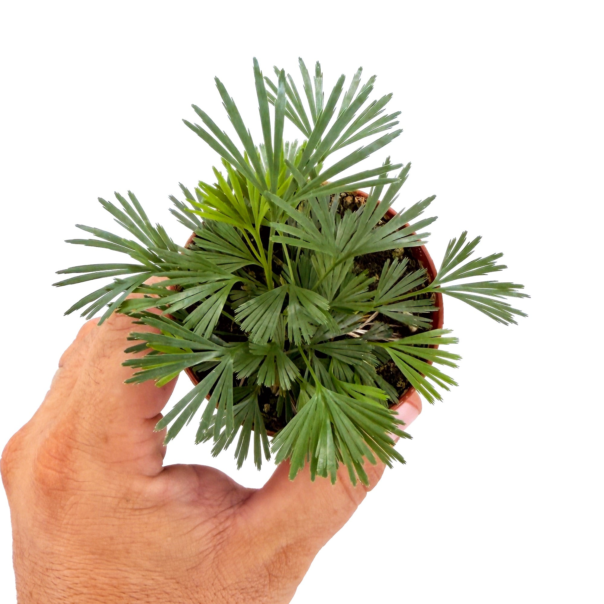 Actiniopteris australis 'Eyelash Fern'
