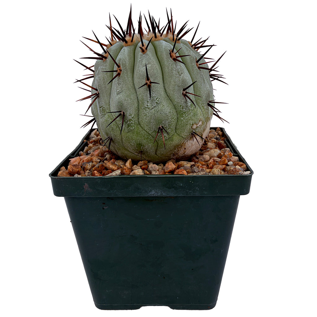 Copiapoa cinerea
