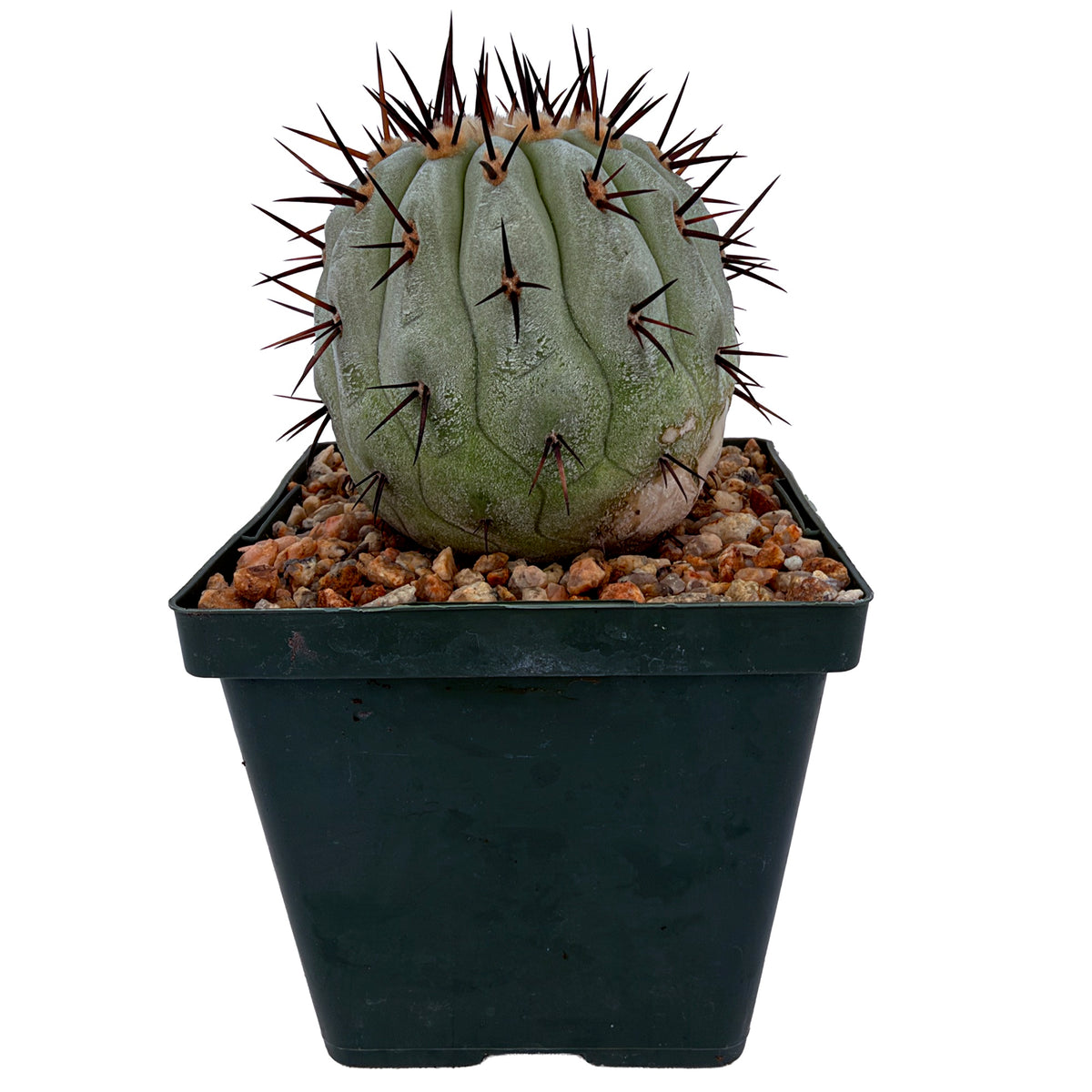 Copiapoa cinerea