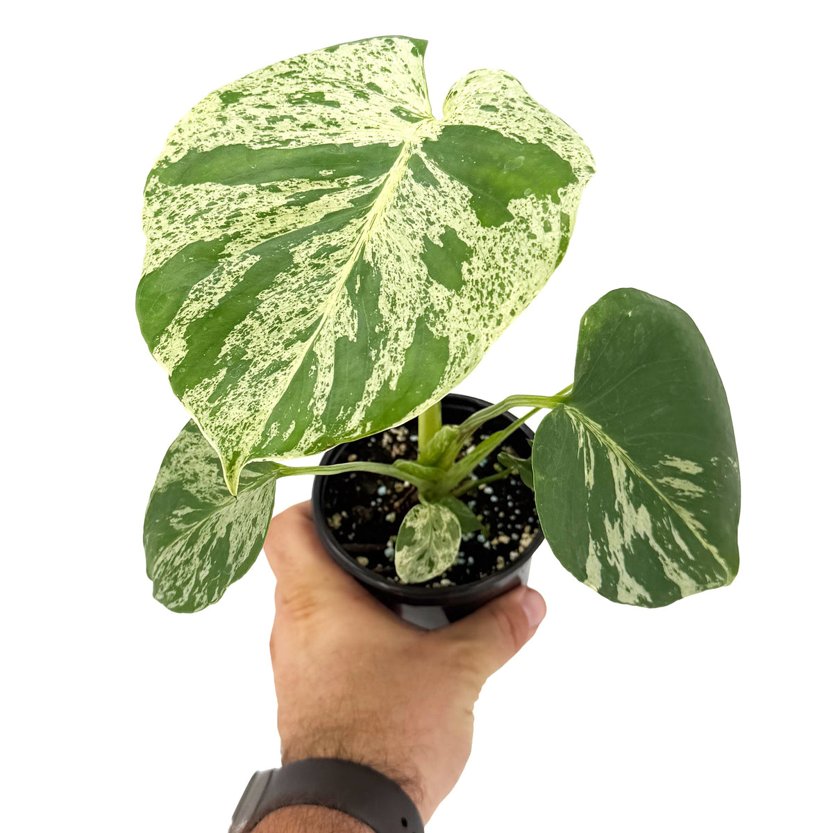 Monstera deliciosa 'Bulbosaur'