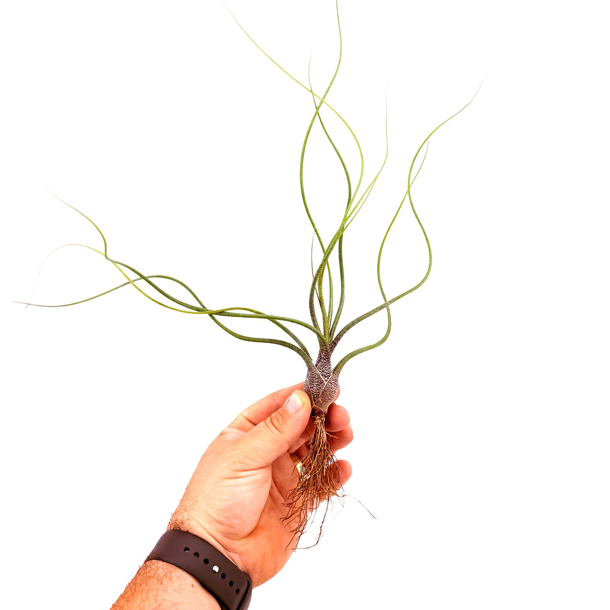 Tillandsia butzii