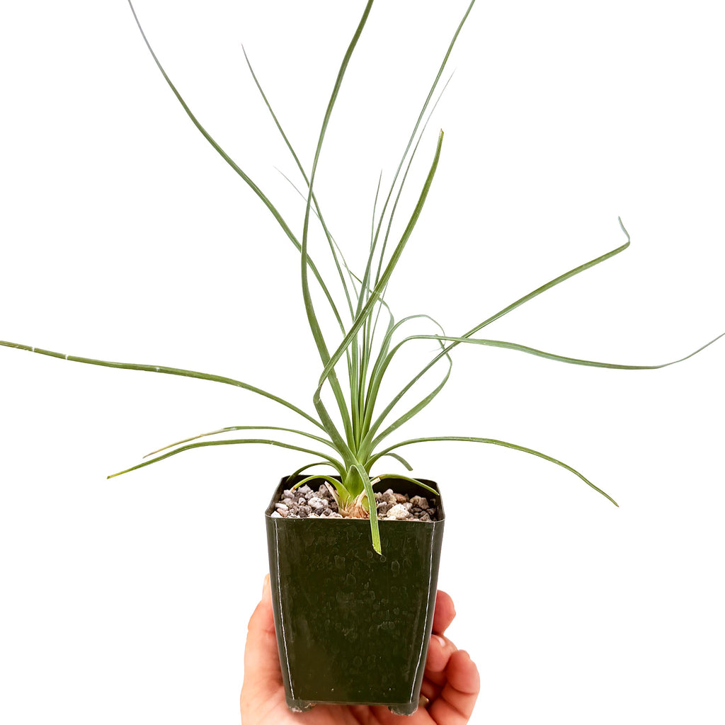 Calibanus hookeri