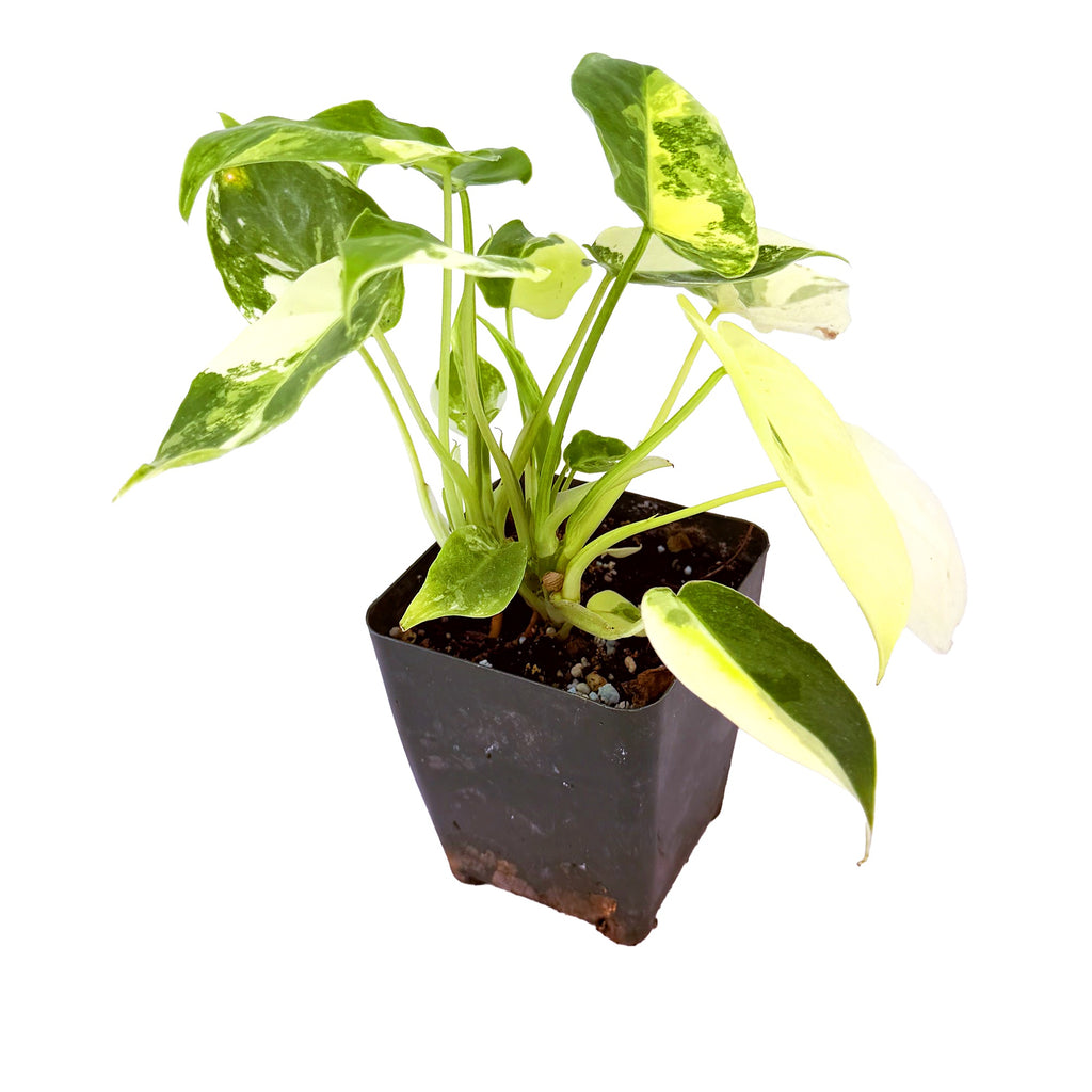 Philodendron ‘Burle Marx’ Variegated