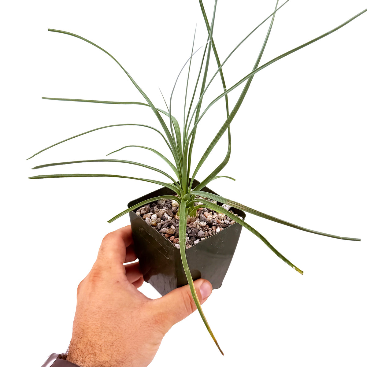 Calibanus hookeri