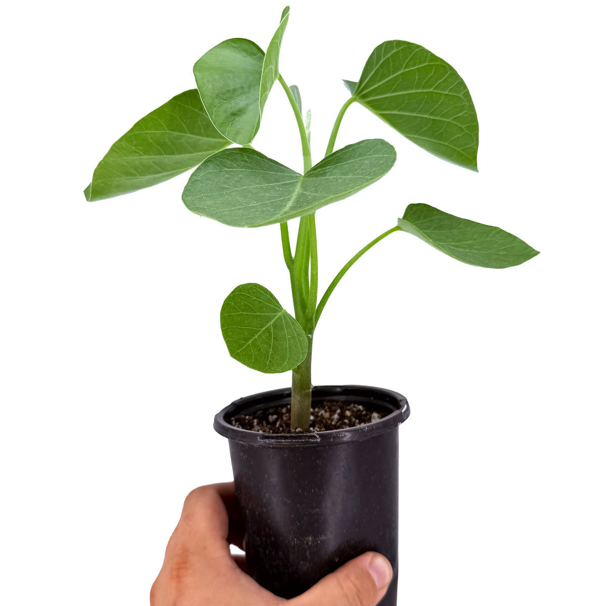 Ipomoea lapidosa