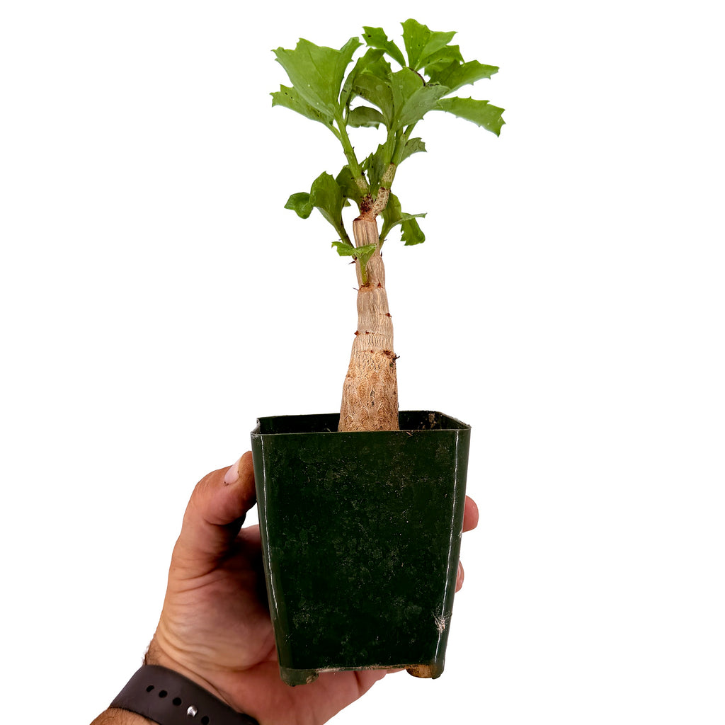Cyphostemma cirrhosum 'Caudex Grape Vine'