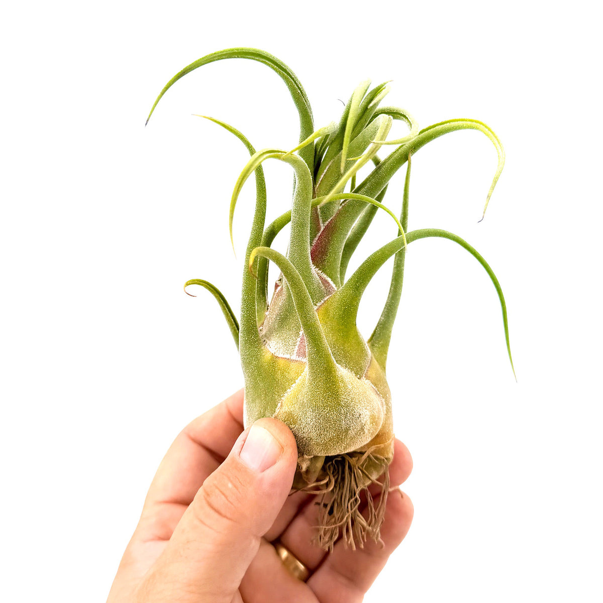 Tillandsia seleriana