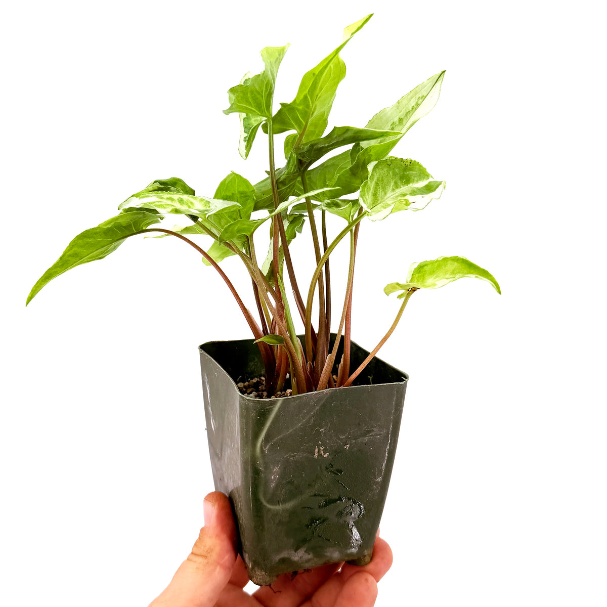 Syngonium 'Three Kings'