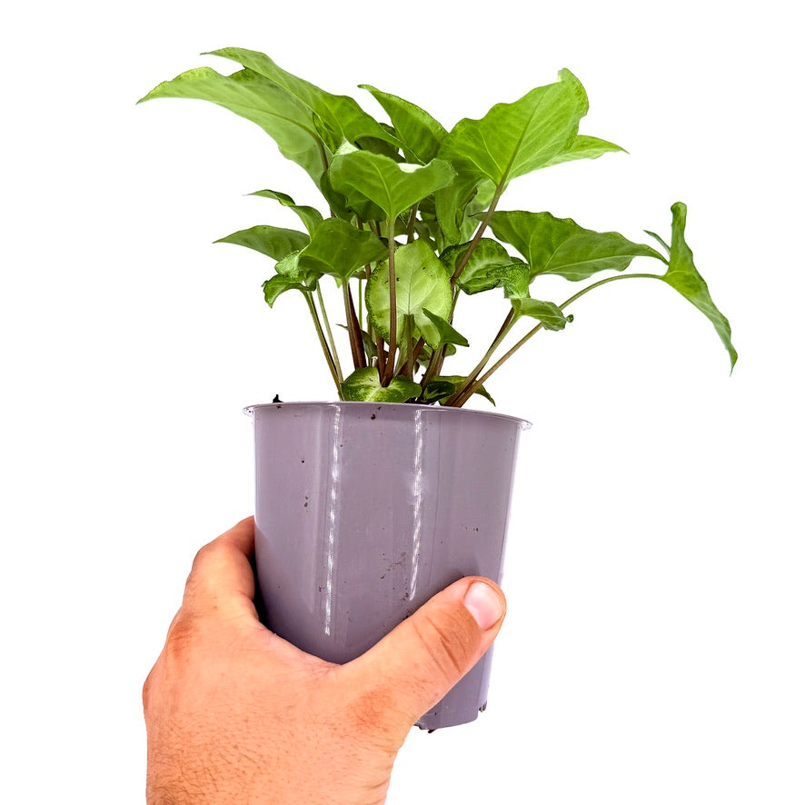 Syngonium podophyllum ‘White Butterfly’