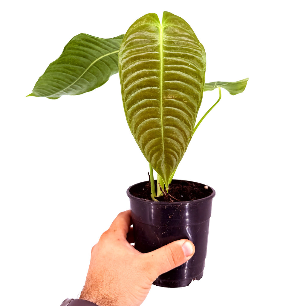 Anthurium veitchii