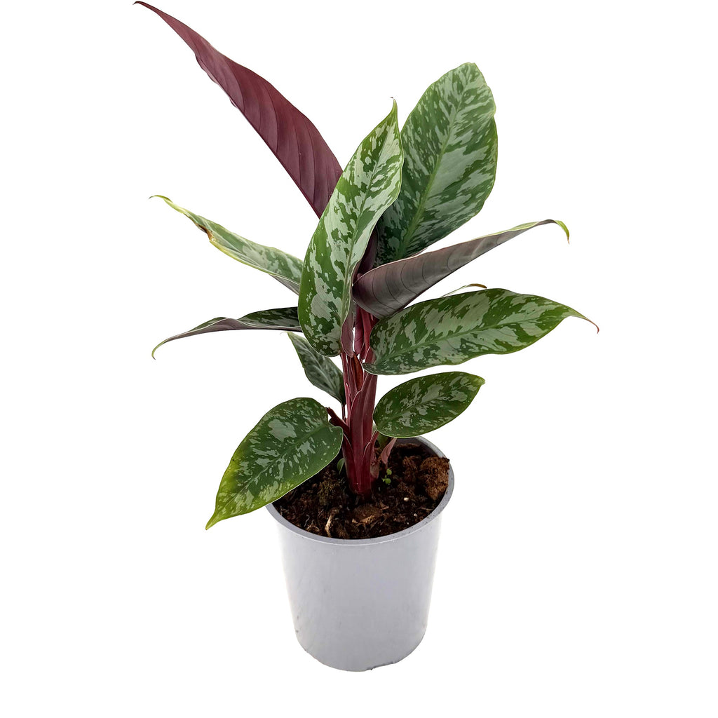 Apoballis acuminatissima ‘Lavallaei’