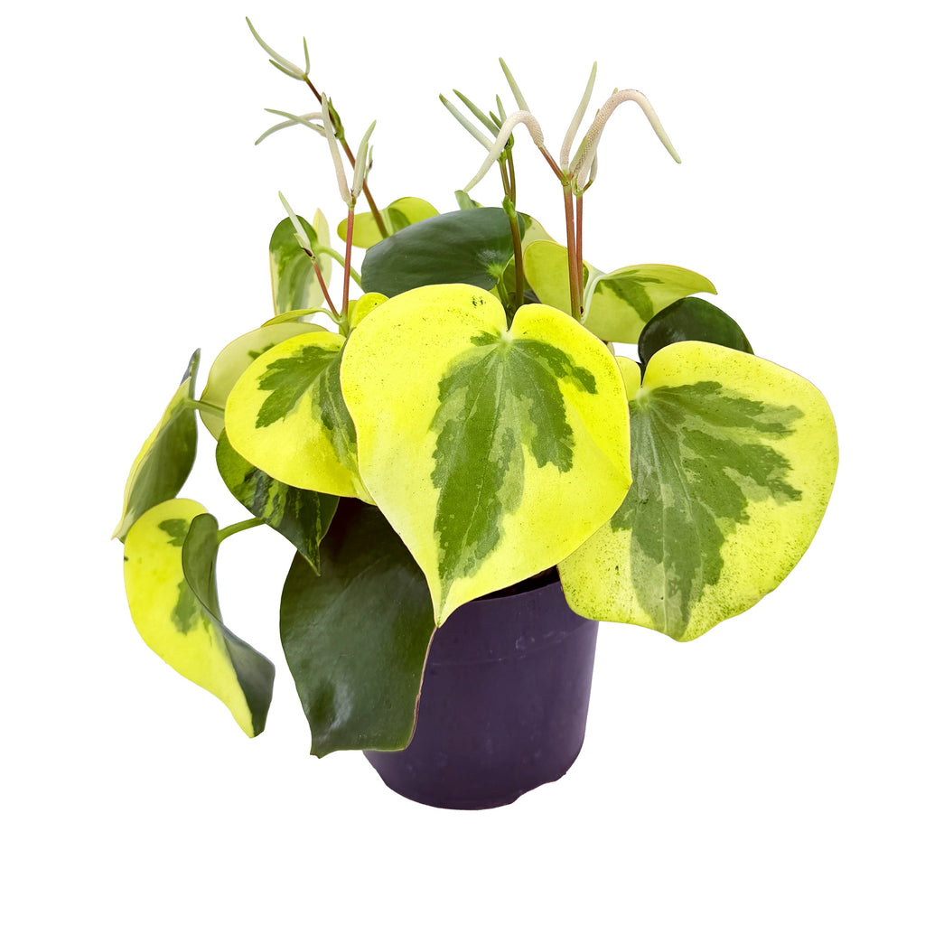 Peperomia polybotrya variegata 'Rain Drop Peperomia'