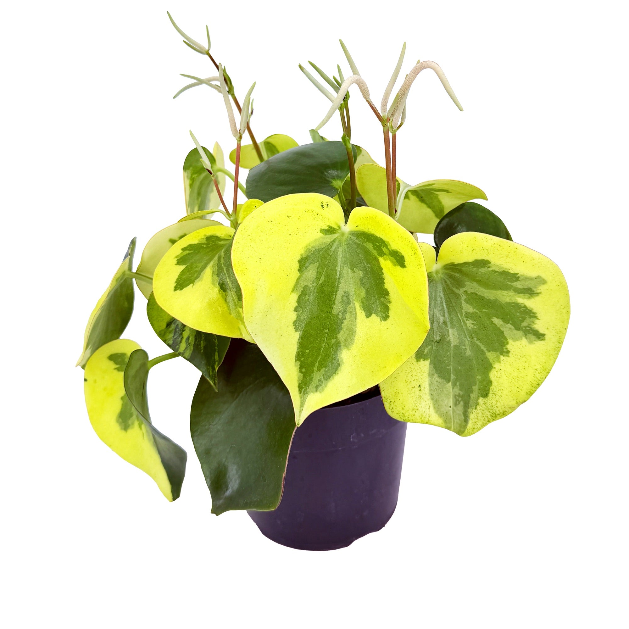 Peperomia polybotrya variegata 'Rain Drop Peperomia'