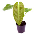 Anthurium veitchii