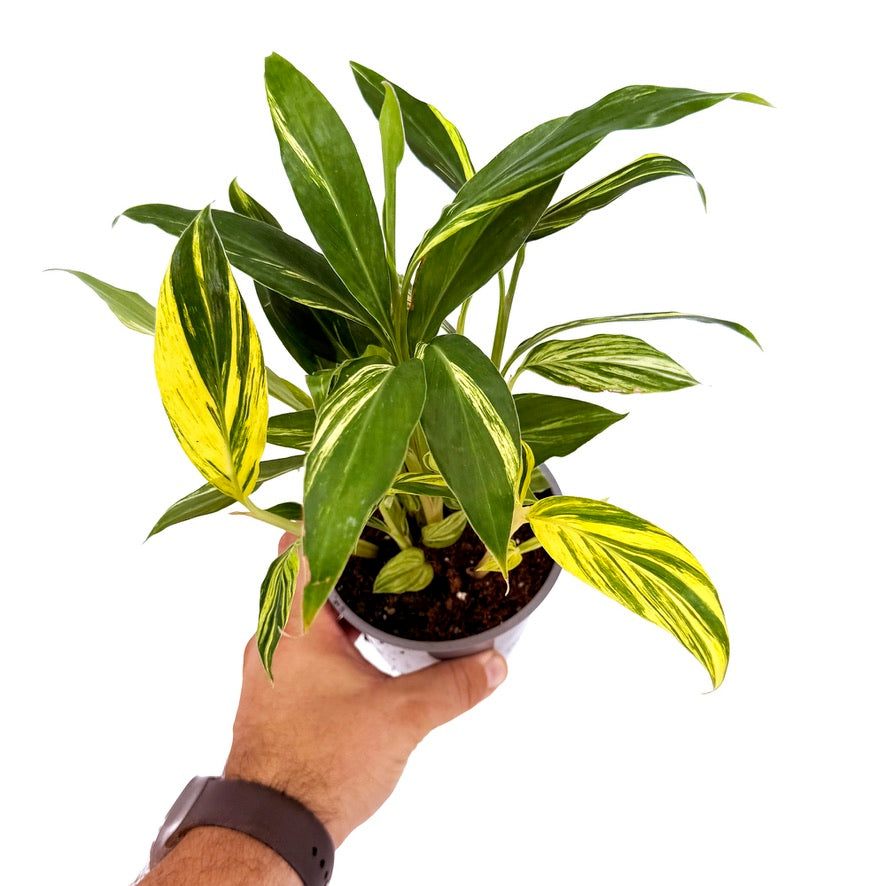 Alpinia zerumbet variegata ’Variegated Shell Ginger'