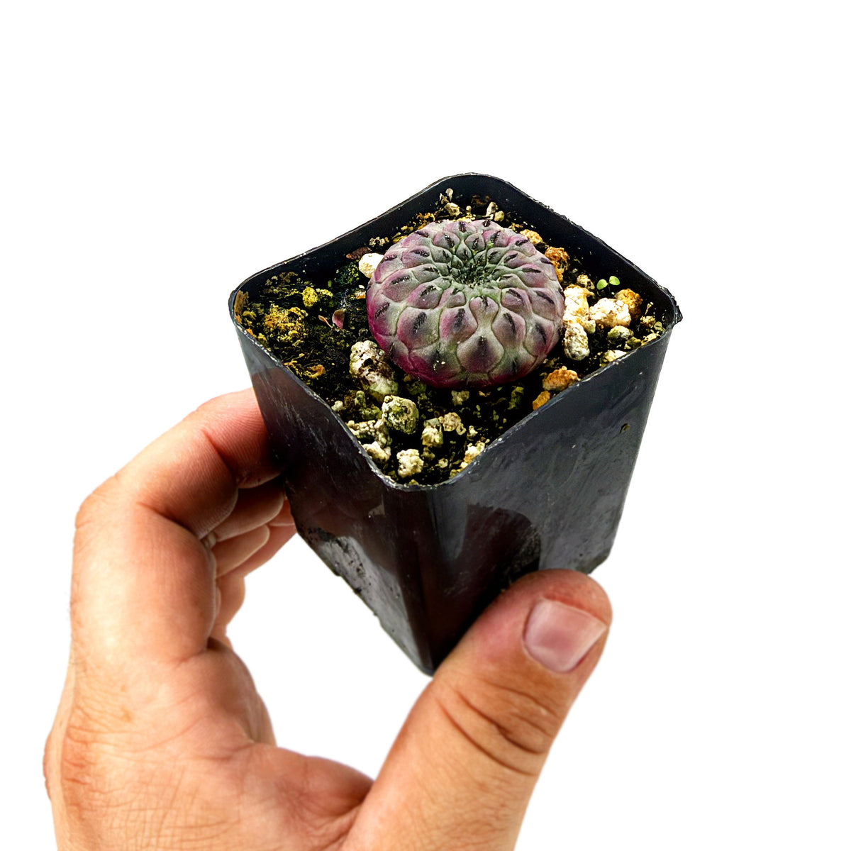 Rebutia rauschii