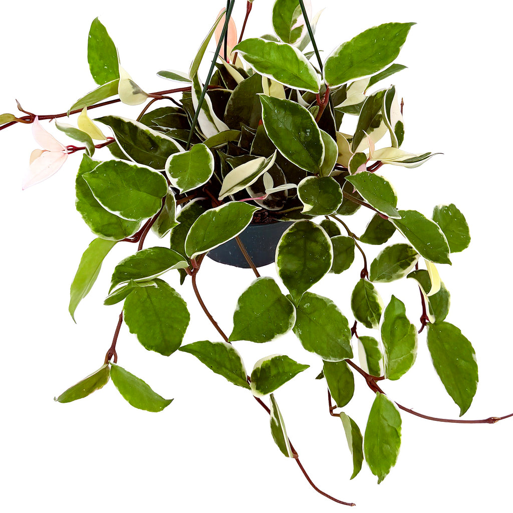 Hoya carnosa 'Tricolor'