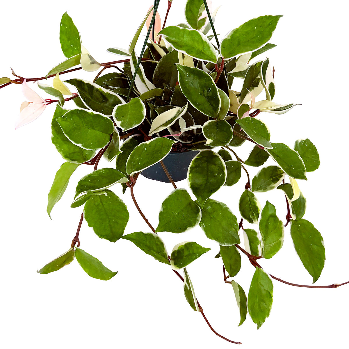 Hoya carnosa 'Tricolor'