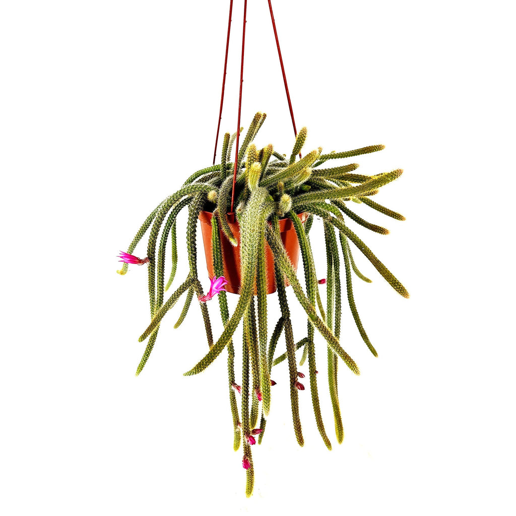 Aporocactus flagelliformis 'Rat Tail Cactus'