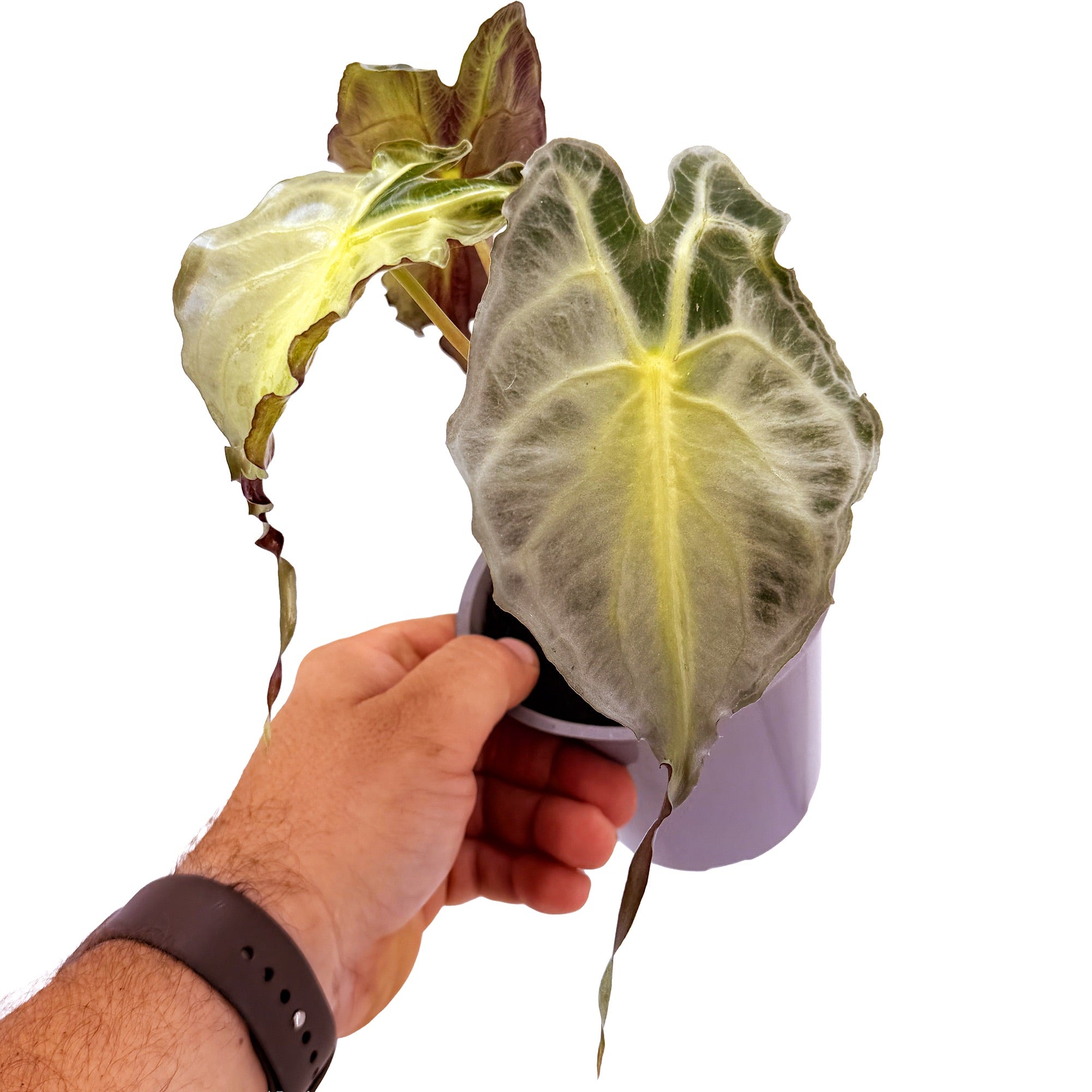 Alocasia 'Venom'