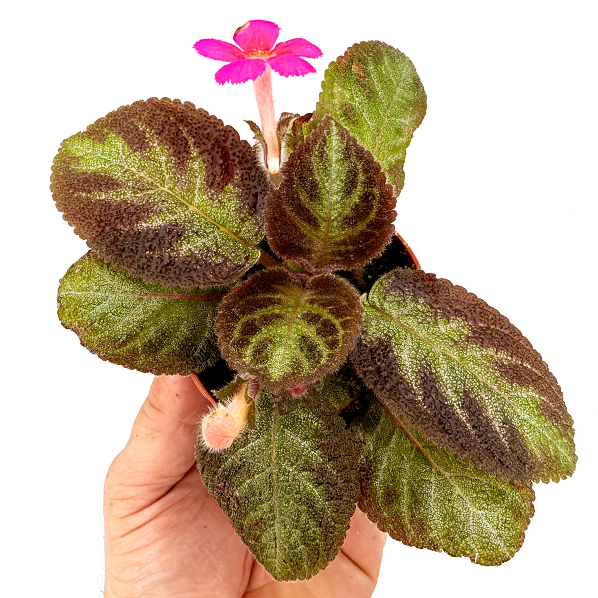 Episcia 'Pink Panther'