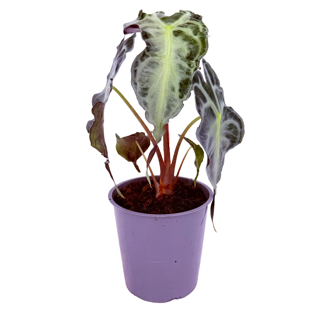 Alocasia 'Venom'