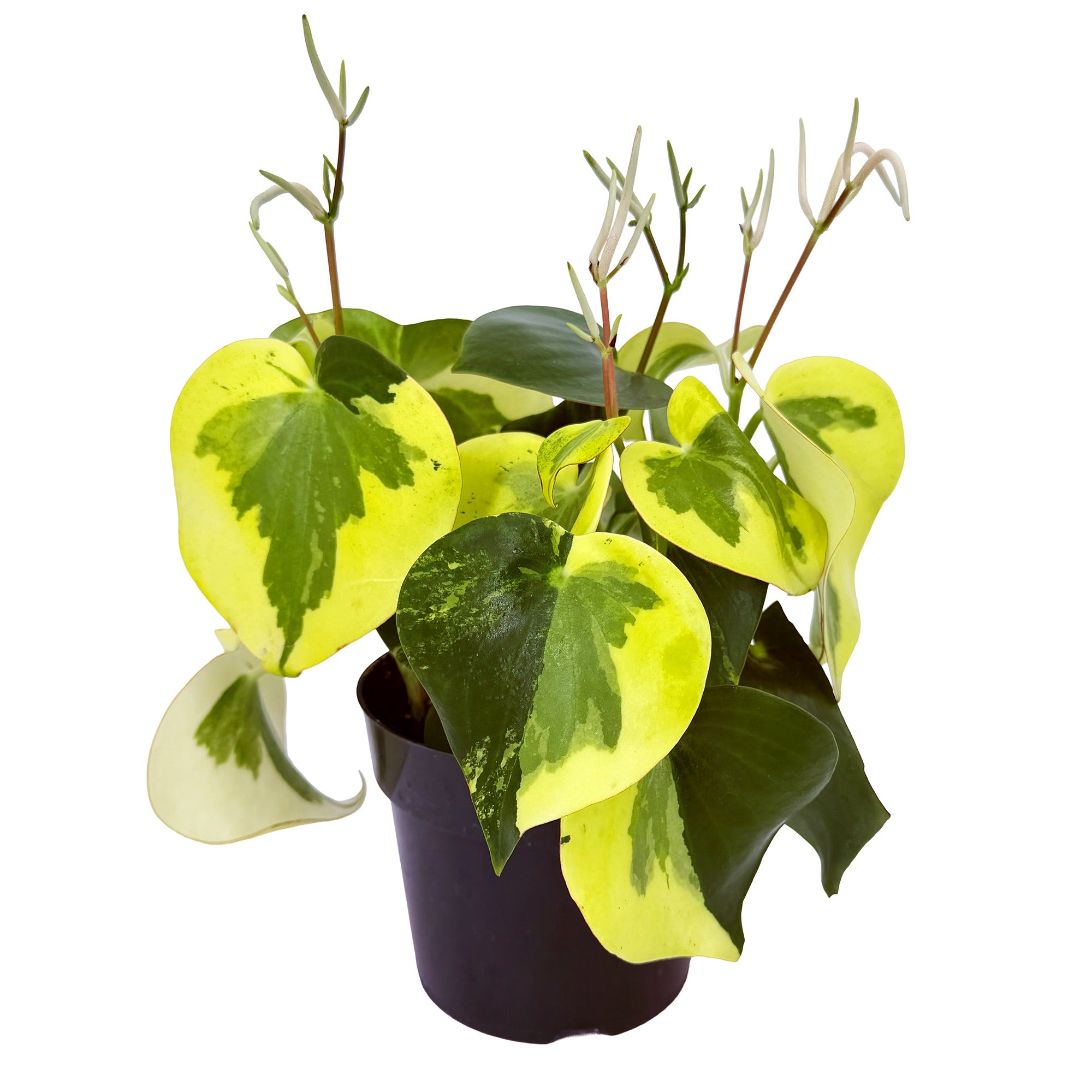 Peperomia polybotrya variegata 'Rain Drop Peperomia'