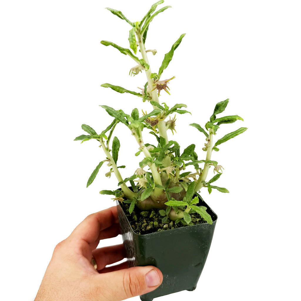 Dorstenia hildebrandtii f. crispa