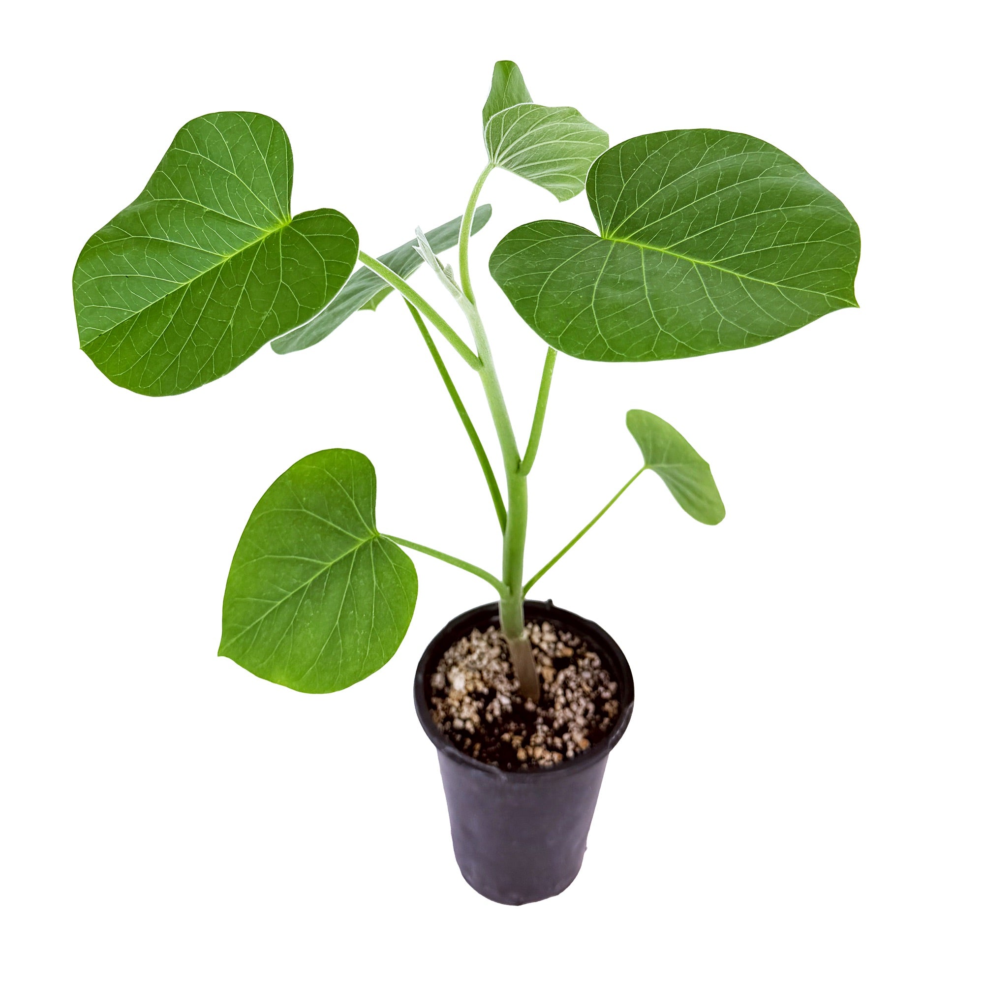 Ipomoea kituiensis