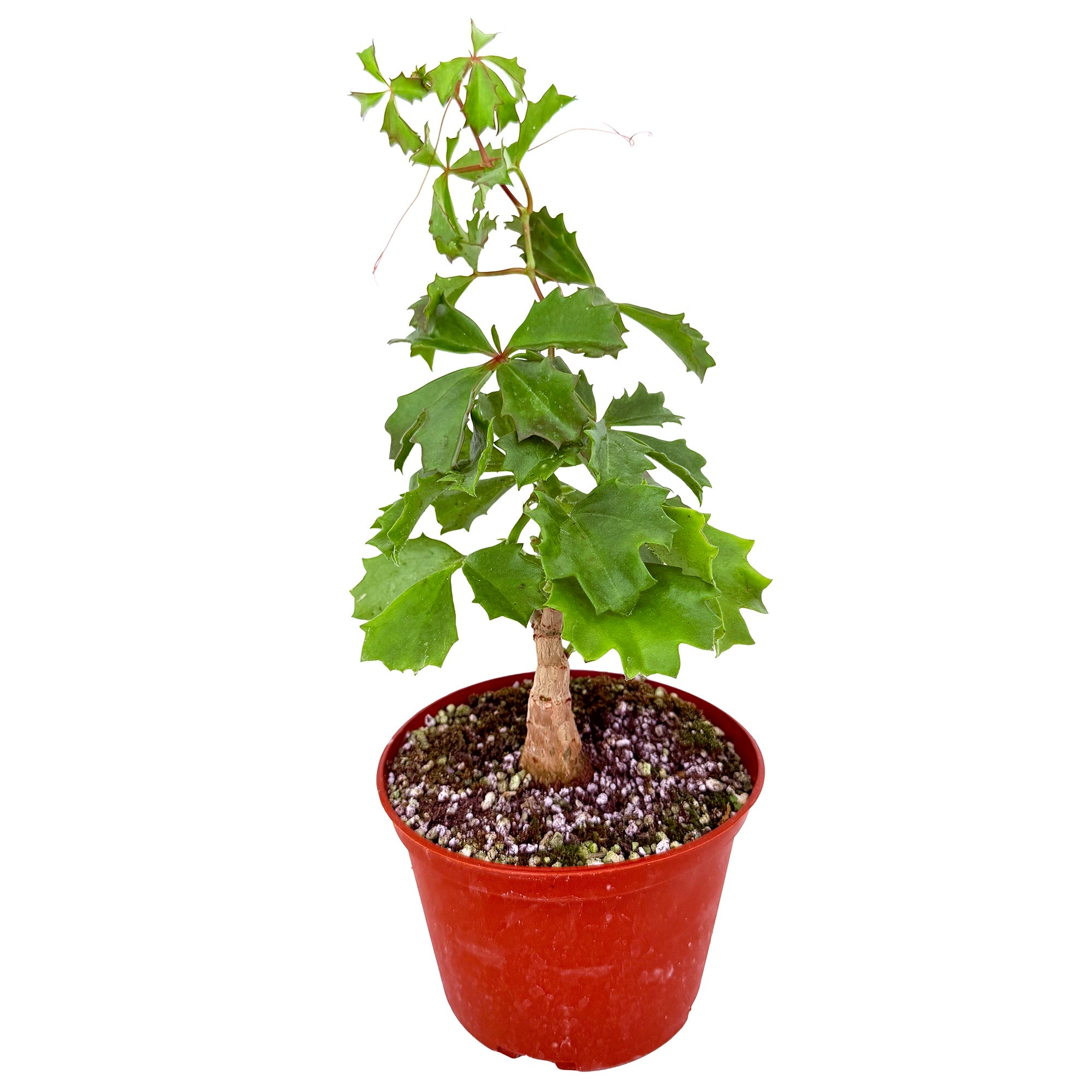 Cyphostemma cirrhosum 'Caudex Grape Vine'